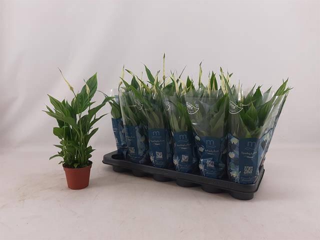 <h4>SPATH CHOPIN</h4>