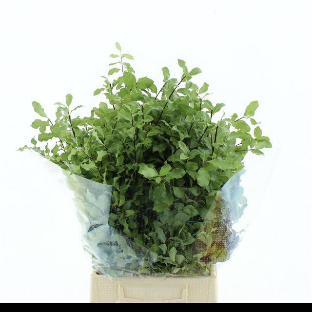 <h4>PITTOSPORUM BS</h4>