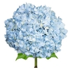 Hydrangea Premium Natural Light Blue