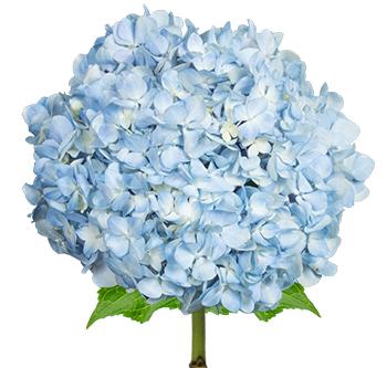 Hydrangea Premium Natural Light Blue