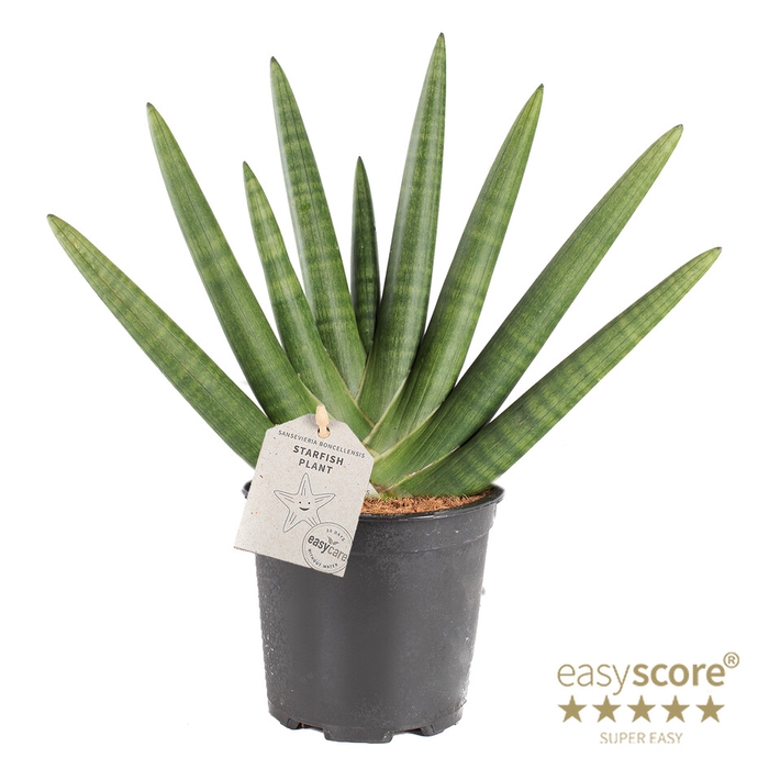 <h4>SANSEVIERIA BONCELLENSIS P14</h4>