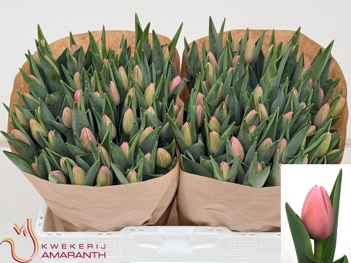 <h4>Tu En Tresor</h4>