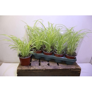 arr8 Chlor Com Variegatum