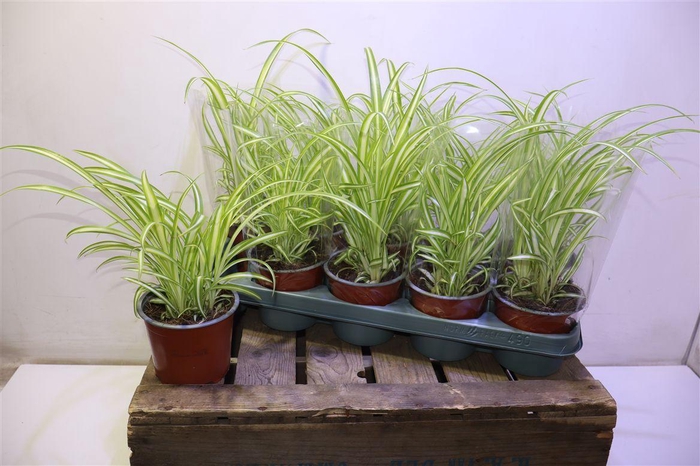 <h4>Chlor Com Variegatum</h4>