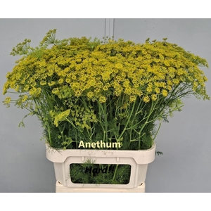 ANET GRAVEOLENS