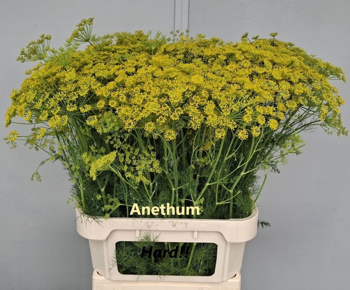 <h4>ANET GRAVEOLENS</h4>