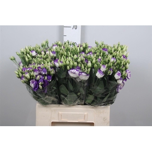 Eus G Rosi Blue Pico 65cm