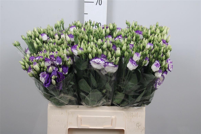 <h4>Eus G Rosi Blue Pico 65cm</h4>