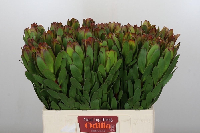 <h4>LEUCAD SAF GOLDSTRIK</h4>