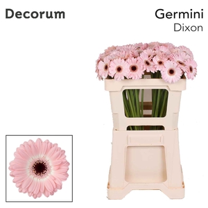 Germini Dixon Water