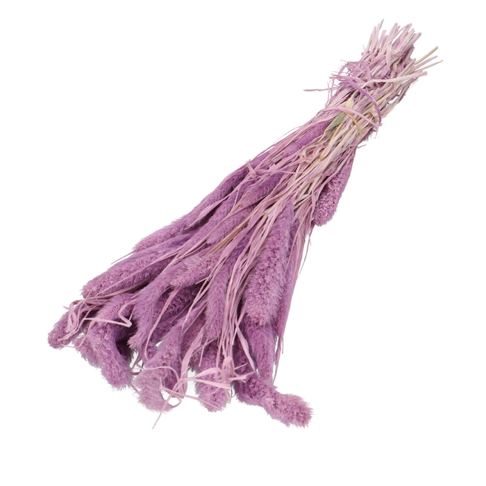 <h4>Dried flowers Setaria 75cm</h4>