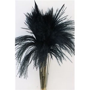 Dried Stipa Feather Black P. Stem