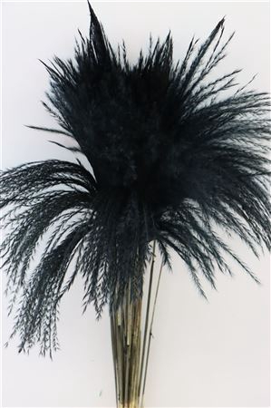 <h4>Dried Stipa Feather Black P. Stem</h4>