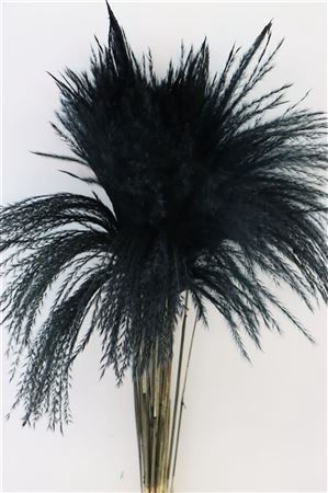 Dried Stipa Feather Black P. Stem