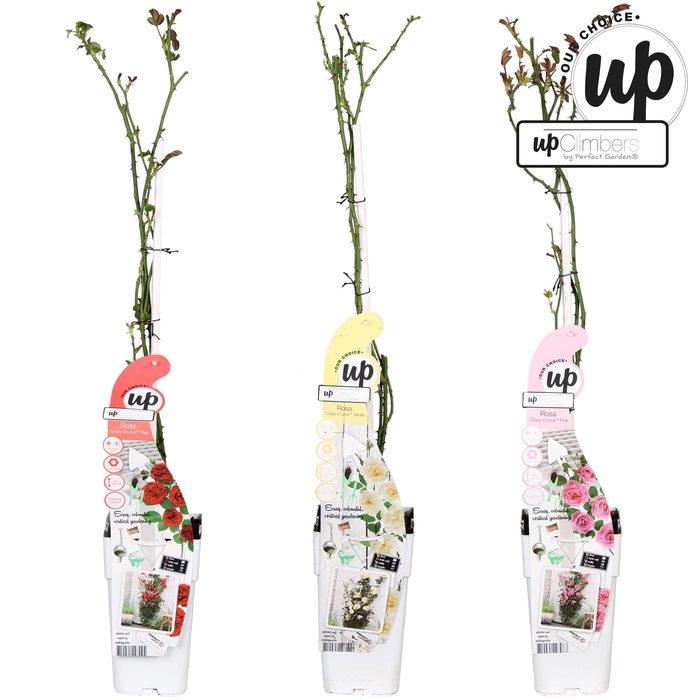 <h4>Rosa Our Choice mix tray P15</h4>