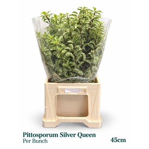 PITTOSP SILVER QU BS