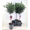 arr8 Neri Oleander Op Stam
