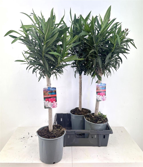 arr8 Neri Oleander Op Stam
