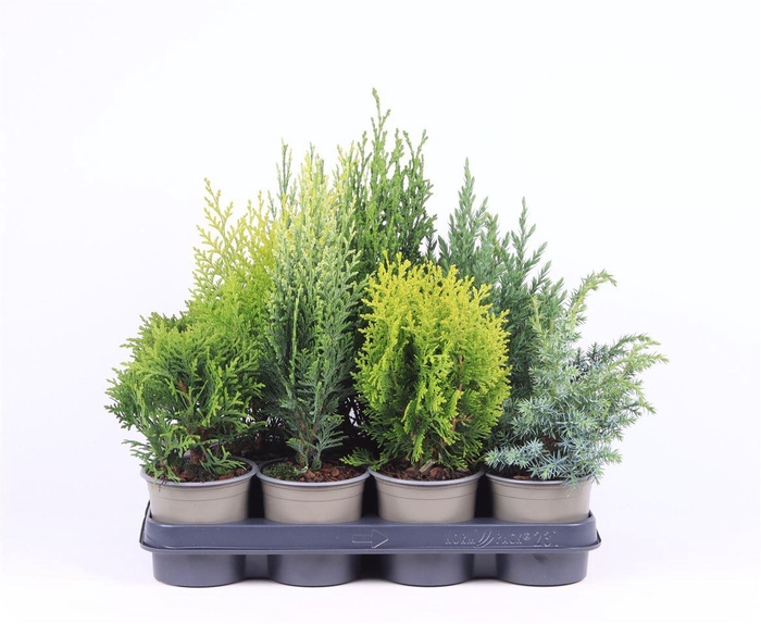 <h4>Coniferen Gemengd</h4>