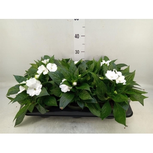 Impatiens NG 'Tamarinda White'