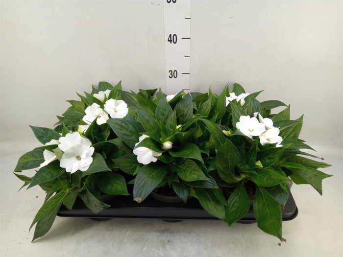 <h4>Impatiens NG 'Tamarinda White'</h4>