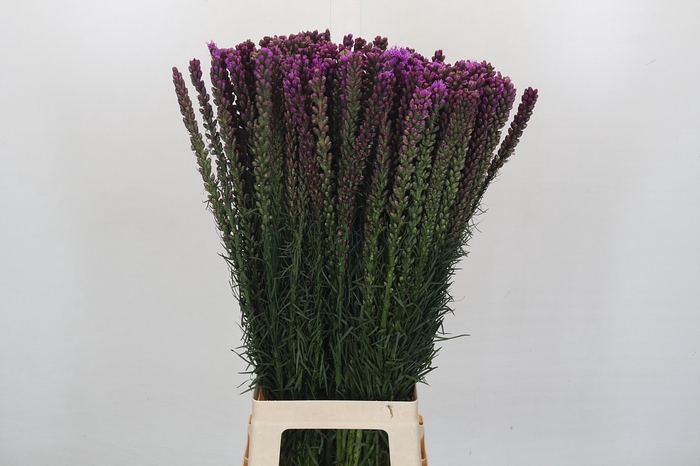 Liatris Spicata