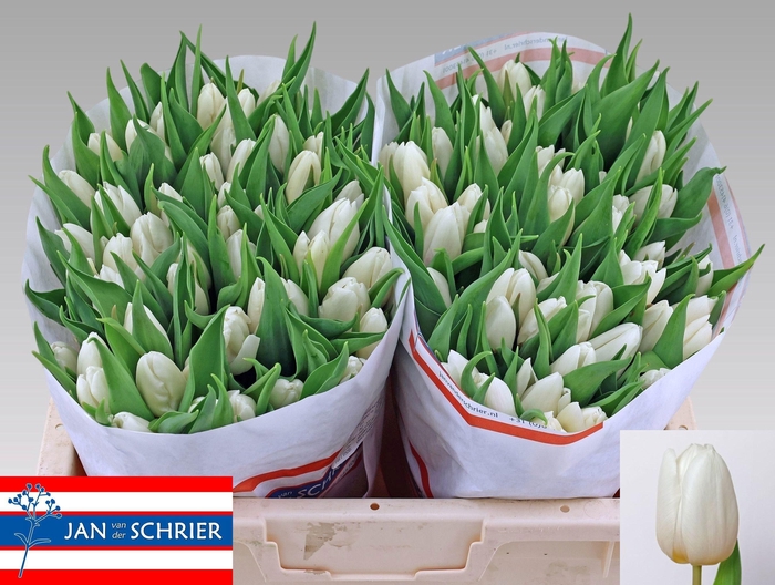 <h4>TU EN WHITE PRINCE</h4>