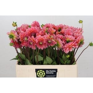 Dahlia Pink Runner