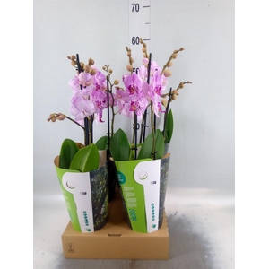 Phalaenopsis   ...rose