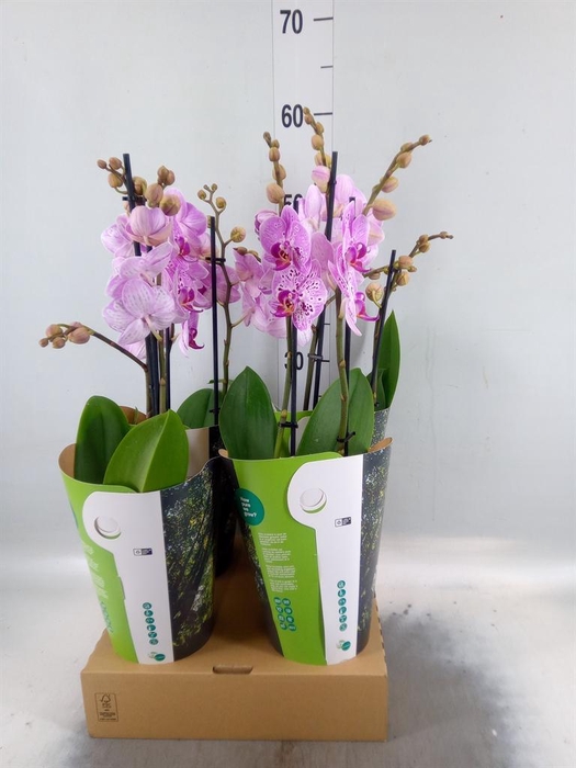 <h4>Phalaenopsis   ...rose</h4>