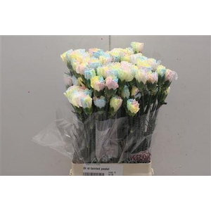 Di St Tainted Pastel