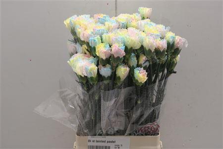 <h4>Di St Tainted Pastel</h4>