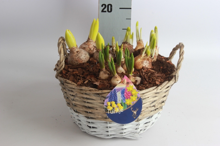 <h4>ARR BOL KNOLGEWAS</h4>