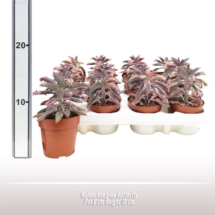 <h4>Kalanchoe daigremonti</h4>