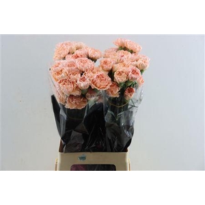 Dianthus st Peachy Mambo