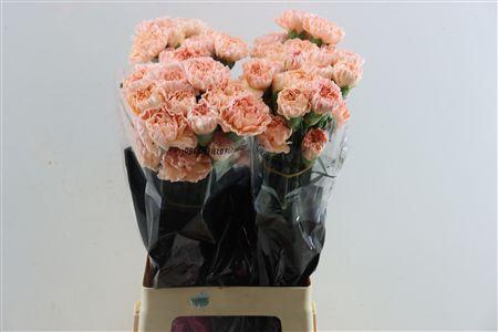 Dianthus st Peachy Mambo