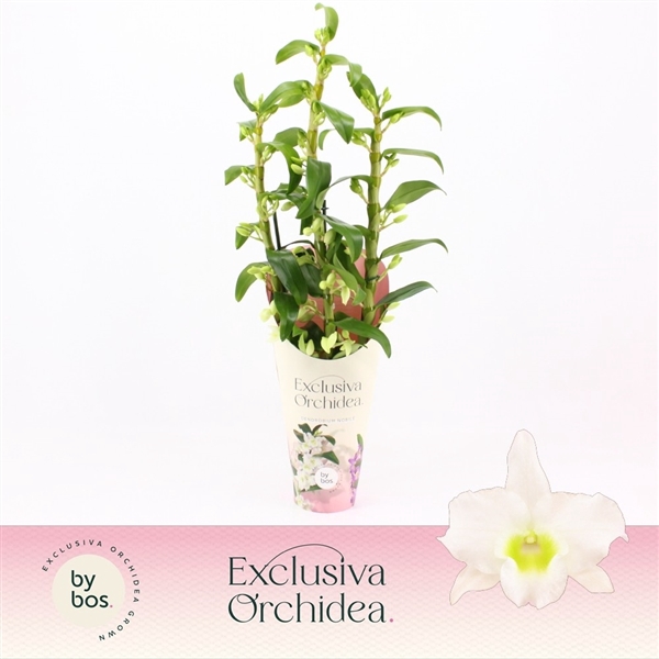 <h4>Dendrobium Nobilé, Apollon 3-spike 65+ cm 'Exclusiva Orchidea' Potcover</h4>