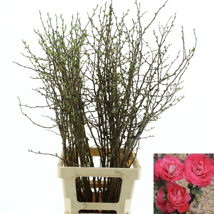 <h4>Chaenomeles Pink Double * New *</h4>