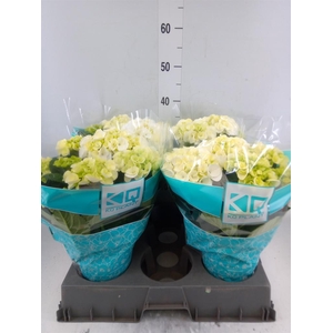 Hydrangea mac. 'Hi Ice'