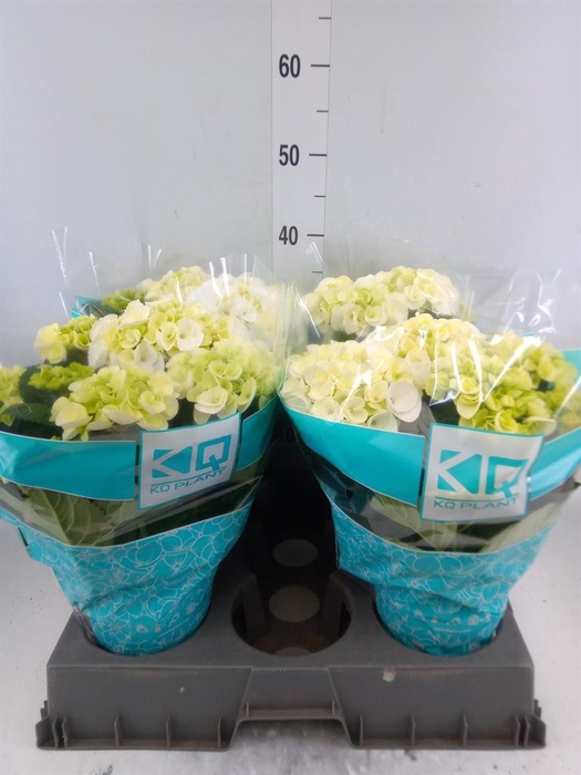 <h4>Hydrangea mac. 'Hi Ice'</h4>