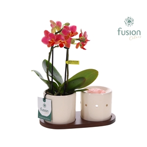 Fusion Scents keramiek Gift set plankje met Phalaenopsis