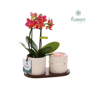 Fusion Scents keramiek Gift set plankje met Phalaenopsis