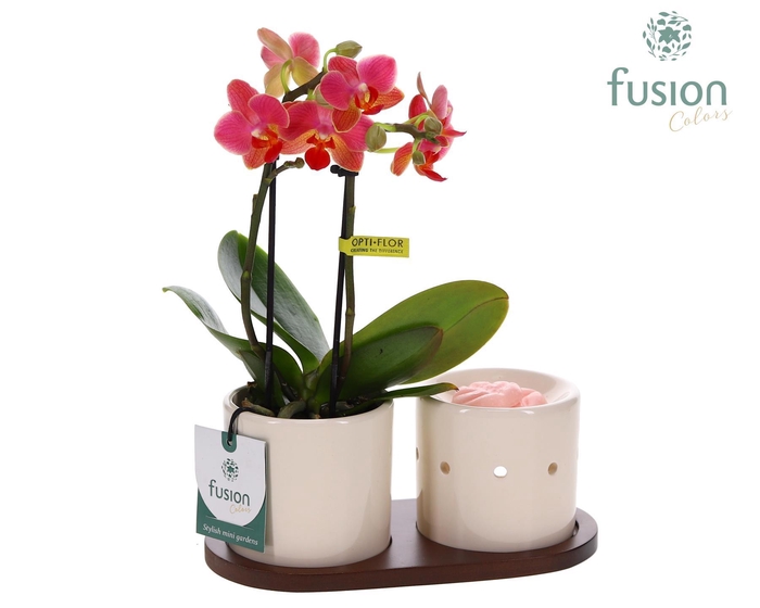 <h4>Fusion Scents keramiek Gift set plankje met Phalaenopsis</h4>