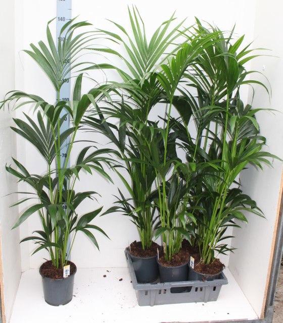 <h4>HOWEA FORSTERIANA</h4>