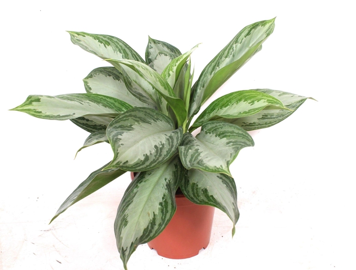 <h4>Aglaonema Silver Bay</h4>