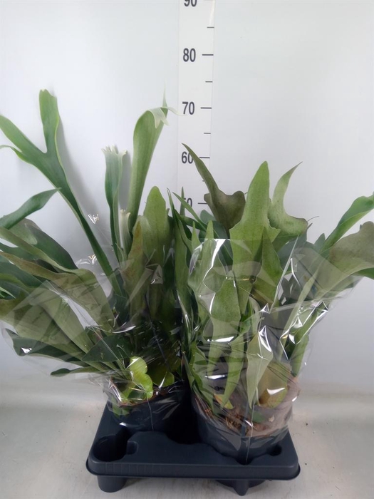 <h4>Platycerium bifurc.</h4>