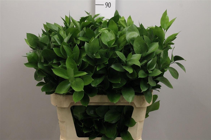 <h4>Ruscus Hypophyllum</h4>