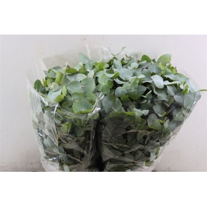 Euca Cinerea Short 150gr P Bunch