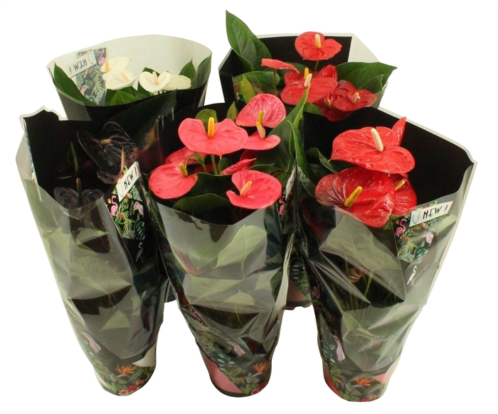 <h4>Anthurium Jungle mix 17cm</h4>