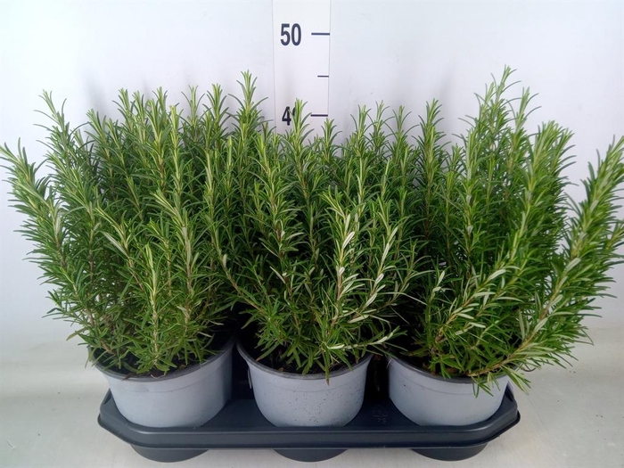 <h4>Rosmarinus officinalis   ...</h4>